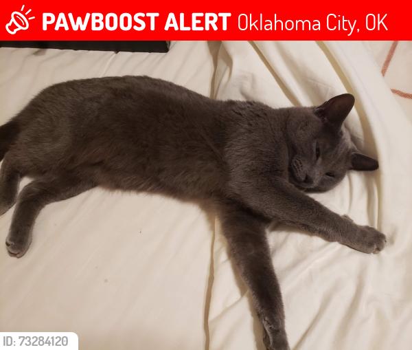 Lost Female Cat last seen NW 21st and Billen Avenue, Oklahoma City, OK 73107