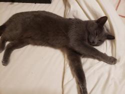 Lost Female Cat last seen NW 21st and Billen Avenue, Oklahoma City, OK 73107
