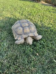 Found/Stray Unknown Reptile last seen Gillam/Armstrong, Jurupa Valley, CA 92509