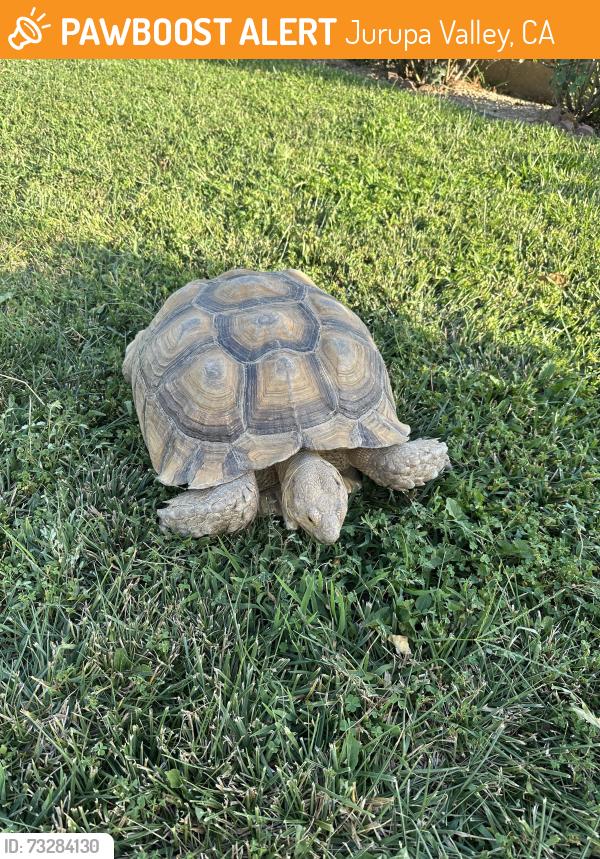 Found/Stray Unknown Reptile last seen Gillam/Armstrong, Jurupa Valley, CA 92509