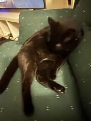 Reunited Male Cat last seen Abbott ct northfield il, Northfield, IL 60093