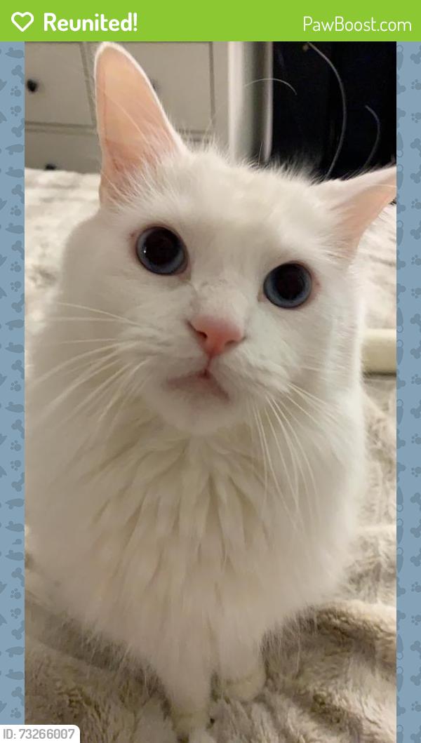 Reunited Male Cat last seen Near Church St, Rancho Cucamonga, CA 91730, USA, Rancho Cucamonga, CA 91730