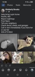 Reunited Female Cat last seen South 2nd and West Congress, Pacific, MO 63069