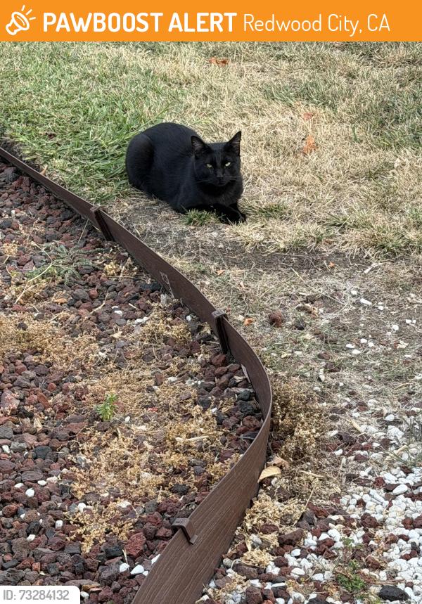 Found/Stray Male Cat last seen Fifth and fair oaks, Redwood City, CA 94063