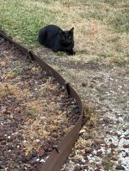Found/Stray Male Cat last seen Fifth and fair oaks, Redwood City, CA 94063