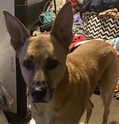 Reunited Male Dog last seen Sheldon St and San Fernando Rd, Los Angeles, CA 91352