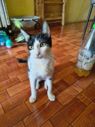 Lost Female Cat last seen Calle Hidalgo Los héroes Ixtapaluca, Ixtapaluca, Méx. 56585