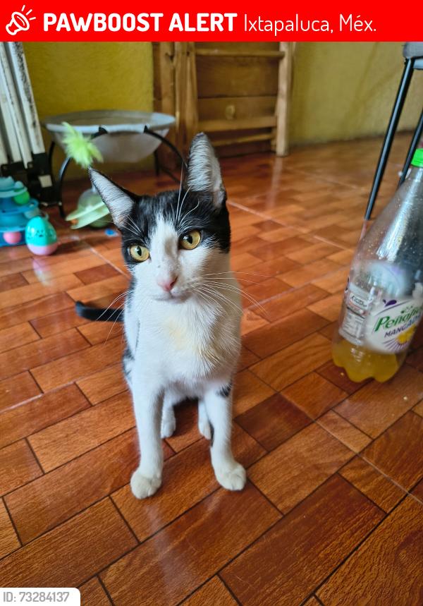 Lost Female Cat last seen Calle Hidalgo Los héroes Ixtapaluca, Ixtapaluca, Méx. 56585
