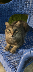 Lost Male Cat last seen Near se 42 ter Miami fl 33185, Miami, FL 33185