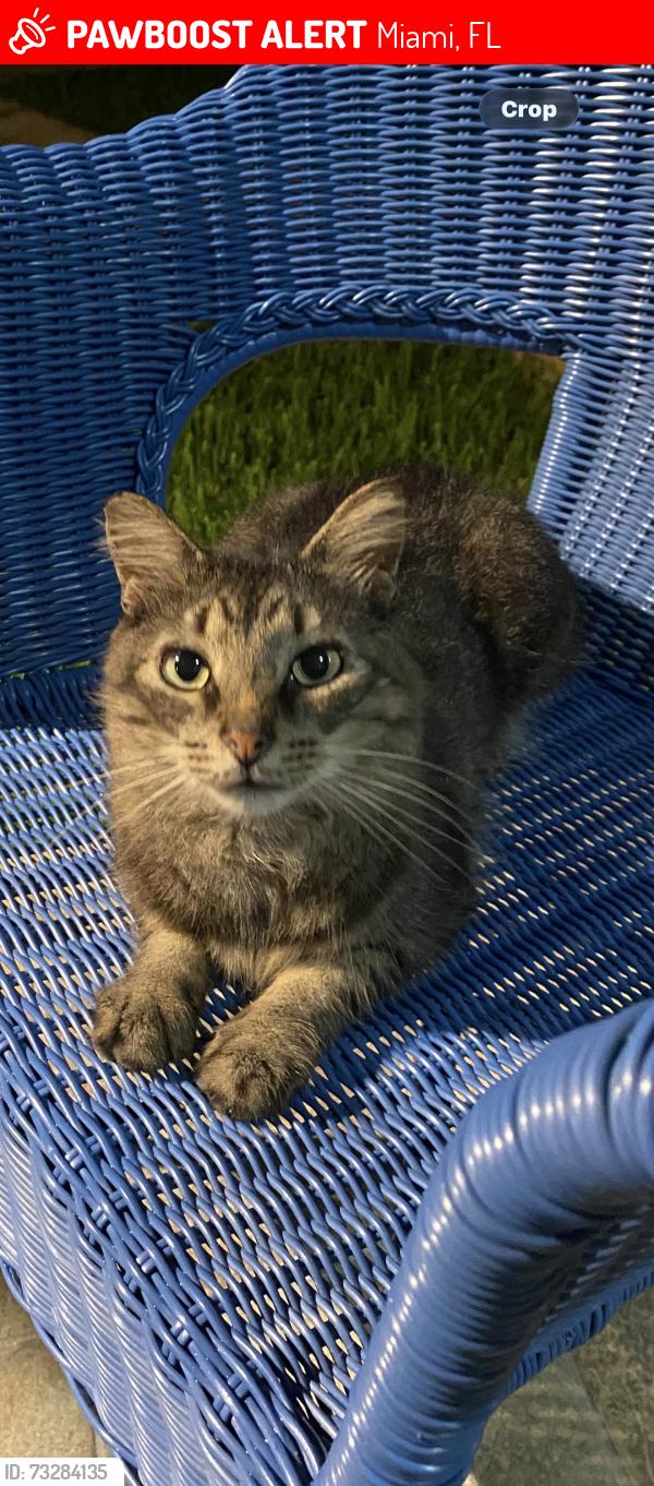 Lost Male Cat last seen Near se 42 ter Miami fl 33185, Miami, FL 33185
