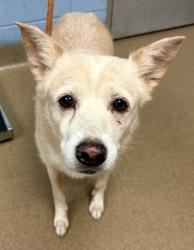 Shelter Stray Female Dog last seen Near Buford Hwy NE, Chamblee, GA 30341, 30341, GA, 3280 Chamblee Dunwoody Rd, Chamblee, GA 30341, USA