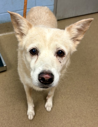 Shelter Stray Female Dog last seen Near Buford Hwy NE, Chamblee, GA 30341, 30341, GA, 3280 Chamblee Dunwoody Rd, Chamblee, GA 30341, USA
