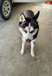 Shelter Stray Male Dog last seen Near FRAZIER AVE, South District, TX, 355 Hillshire Dr, Haslet, TX 76052, USA
