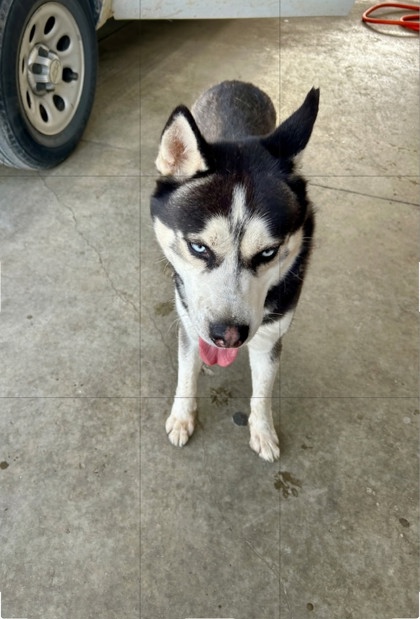 Shelter Stray Male Dog last seen Near FRAZIER AVE, South District, TX, 355 Hillshire Dr, Haslet, TX 76052, USA