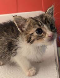 Shelter Stray Male Cat last seen E Kings Canyon Rd & Fulgham Ln, Squaw (Yokuts) Valley Zone Fresno CO 4 93675,, 1510 W Dan Ronquillo Dr, Fresno, CA 93706, USA