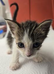 Shelter Stray Male Cat last seen E Kings Canyon Rd & Fulgham Ln, Squaw (Yokuts) Valley Zone Fresno CO 4 93675,, 1510 W Dan Ronquillo Dr, Fresno, CA 93706, USA