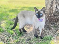 Lost Female Cat last seen Lincoln blvd and Washington blvd, Los Angeles, CA 90291