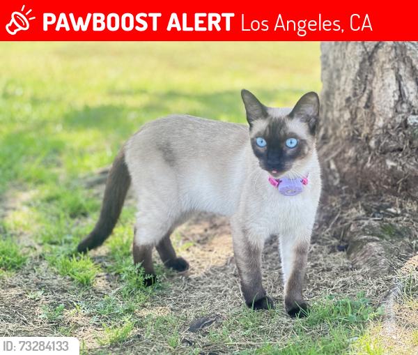 Lost Female Cat last seen Lincoln blvd and Washington blvd, Los Angeles, CA 90291