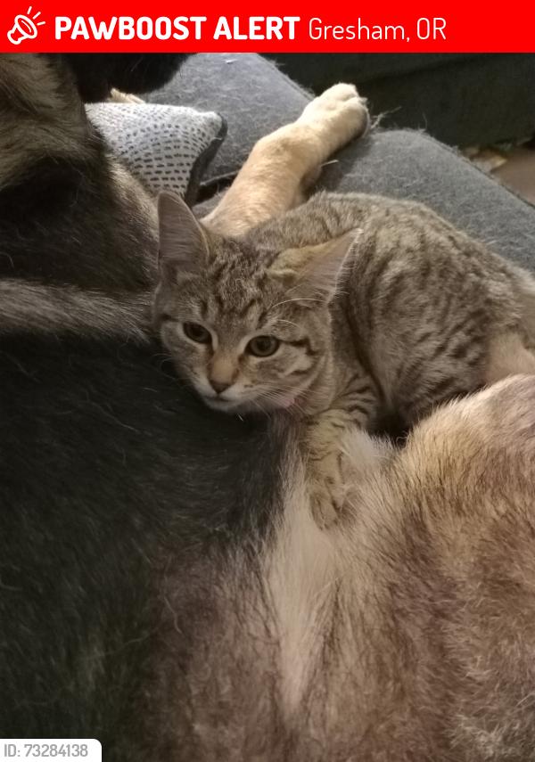 Lost Female Cat last seen west powell blvd inside lumina apmts, Gresham, OR 97030