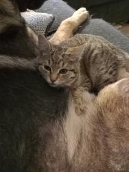 Lost Female Cat last seen west powell blvd inside lumina apmts, Gresham, OR 97030
