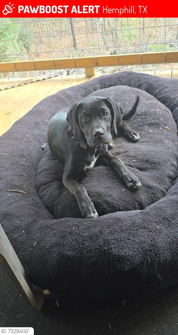 Lost Male Dog last seen Hemphill BBQ, Hemphill, TX 75948