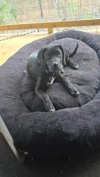 Lost Male Dog last seen Hemphill BBQ, Hemphill, TX 75948