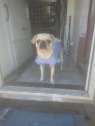 Reunited Female Dog last seen Goff and sunset sw, Albuquerque, NM 87105