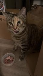Reunited Female Cat last seen E 18th, las palmas park is near., National City, CA 91950