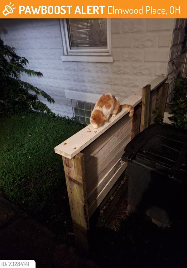 Found/Stray Male Cat last seen Town street, Elmwood Place, OH 45237