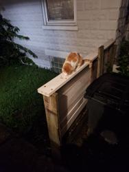 Found/Stray Male Cat last seen Town street, Elmwood Place, OH 45237