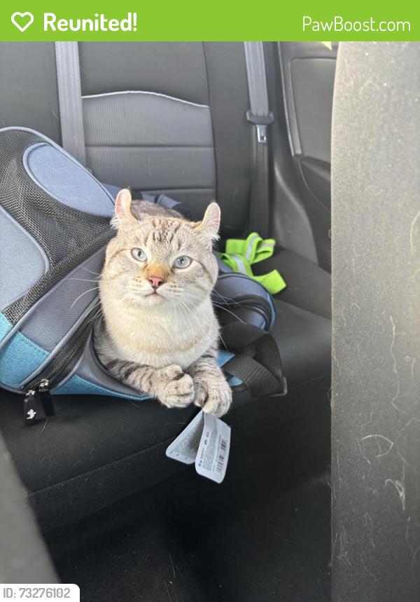 Reunited Male Cat last seen Madison Avenue, Montréal, QC H4B 2T5
