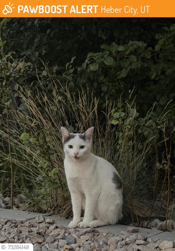 Found/Stray Unknown Cat last seen In neighborhood near wasatch high school, Heber City, UT 84032