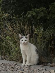 Found/Stray Unknown Cat last seen In neighborhood near wasatch high school, Heber City, UT 84032