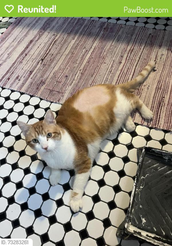 Reunited Male Cat last seen Frankford and Elkhart, Philadelphia, PA 19134
