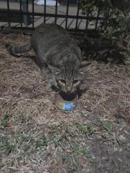 Found/Stray Unknown Cat last seen Centennial Court apmts Arlington, Arlington, TX 76013