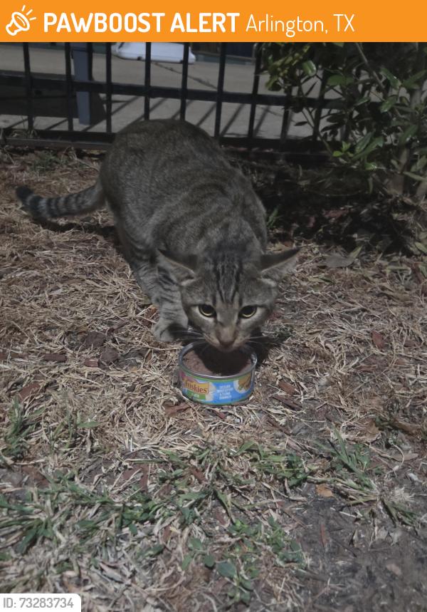 Found/Stray Unknown Cat last seen Centennial Court apmts Arlington, Arlington, TX 76013
