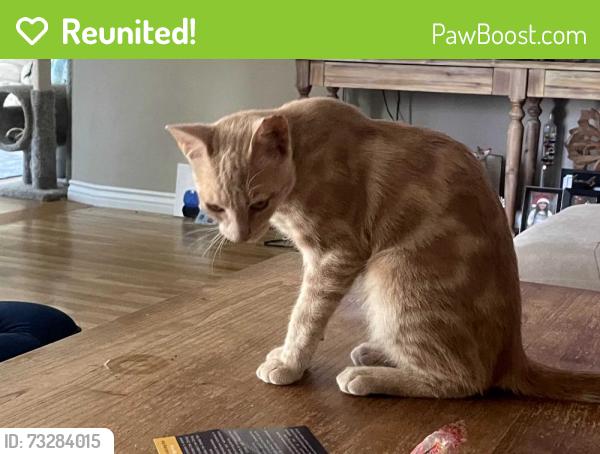 Reunited Male Cat last seen E. Santa Clara, Santa Ana, Santa Ana, CA 92705