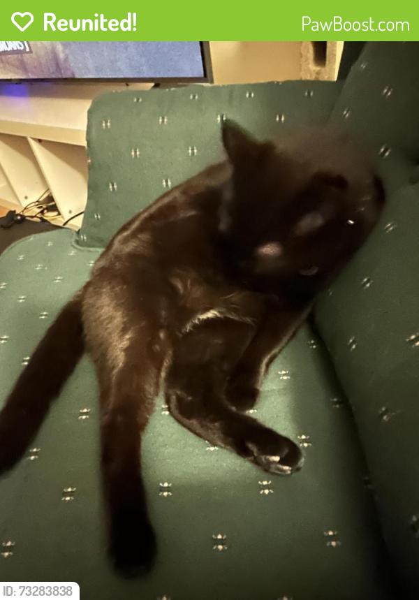 Reunited Male Cat last seen Abbott ct northfield il, Northfield, IL 60093