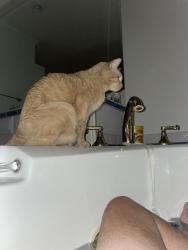 Lost Male Cat last seen CCNC, Pinehurst, NC 28374
