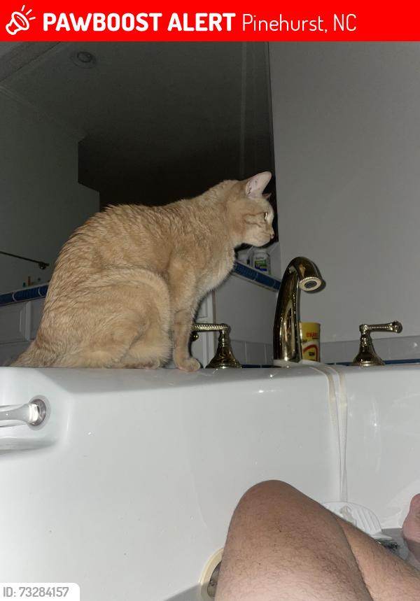Lost Male Cat last seen CCNC, Pinehurst, NC 28374