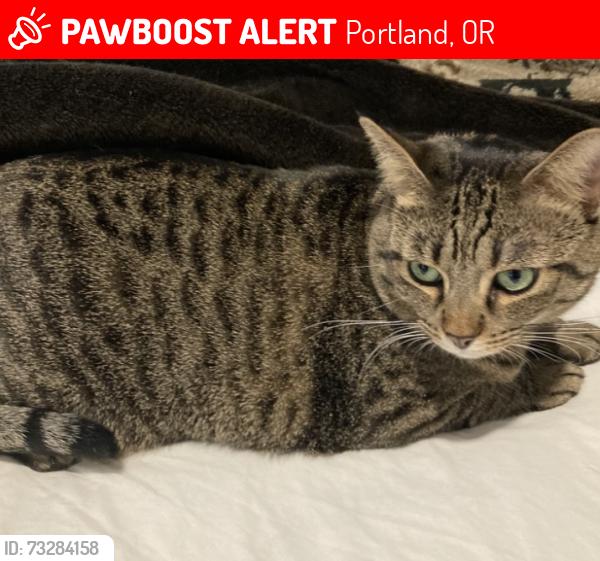 Lost Female Cat last seen The Holocaust memorial, Washington Paek, Portland, OR 97205