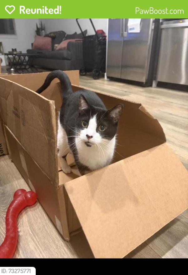 Reunited Male Cat last seen Near race street thornton colorado, Philadelphia, PA 19102