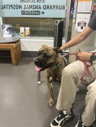 Found/Stray Female Dog last seen Maple St and W 12TH Ave, Vancouver, BC V6J 2G3