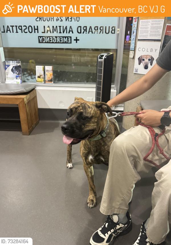 Found/Stray Female Dog last seen Maple St and W 12TH Ave, Vancouver, BC V6J 2G3