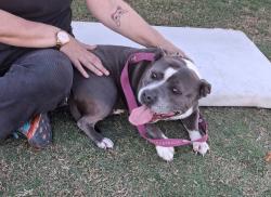 Reunited Female Dog last seen Spring Mountain Drive near Spring Mountain Reserve, Greenbank, QLD 4124