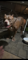 Found/Stray Male Dog last seen 24th st / Broadway, Phoenix, AZ 85040