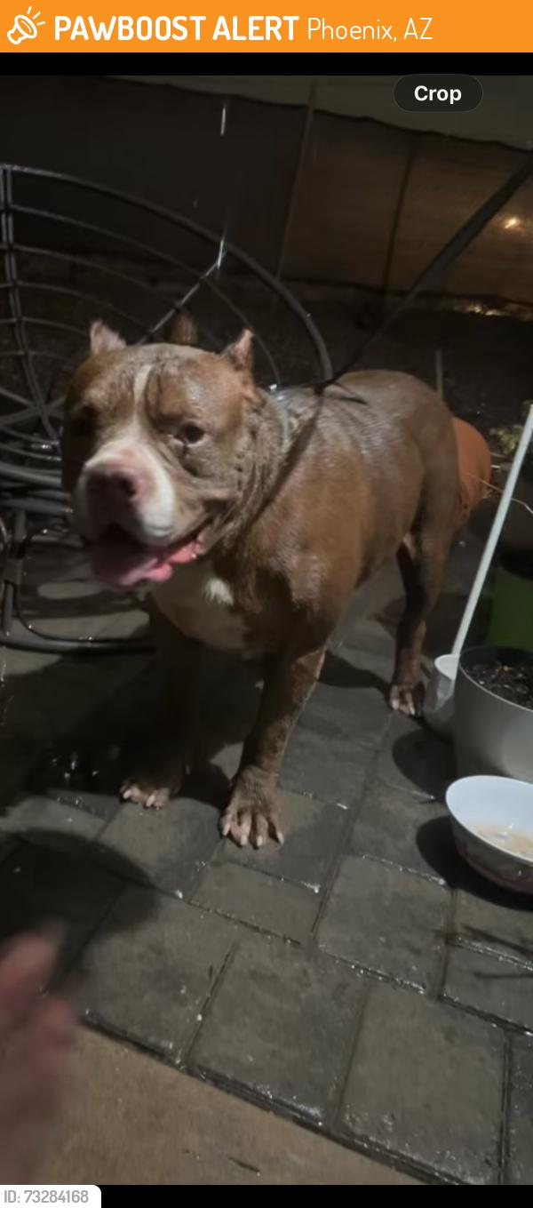 Found/Stray Male Dog last seen 24th st / Broadway, Phoenix, AZ 85040