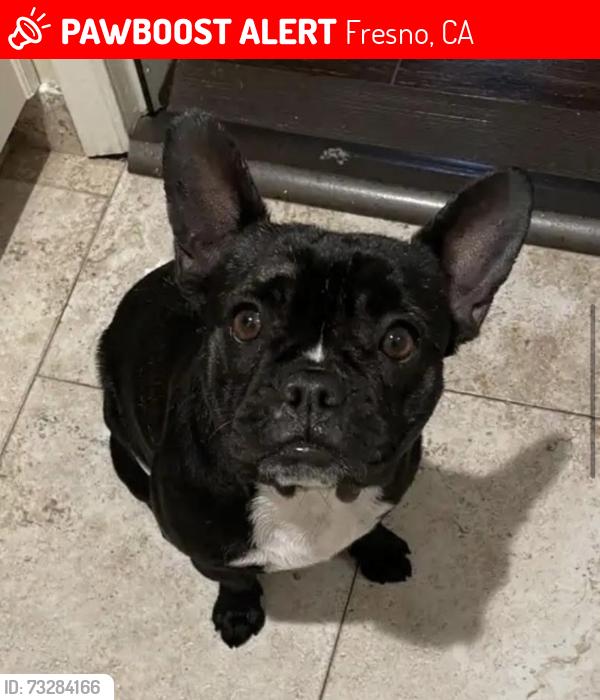 Lost Female Dog last seen Bullard and Cedar, Fresno, CA 93710