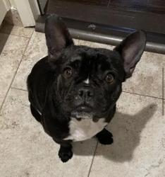 Lost Female Dog last seen Bullard and Cedar, Fresno, CA 93710