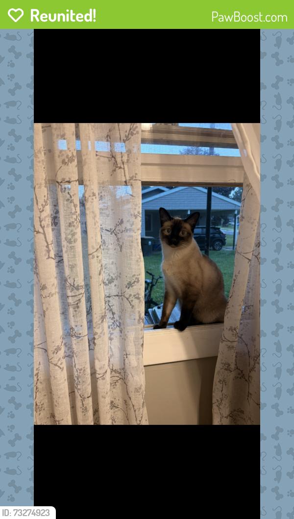 Reunited Female Cat last seen Vandenburg, Sun Prairie, WI 53590